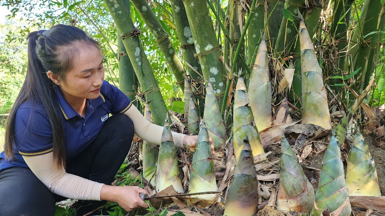 Harvest giant bamboo shoots goes to the market sell, grow vegetables on rainy days - Ly Thi Tam