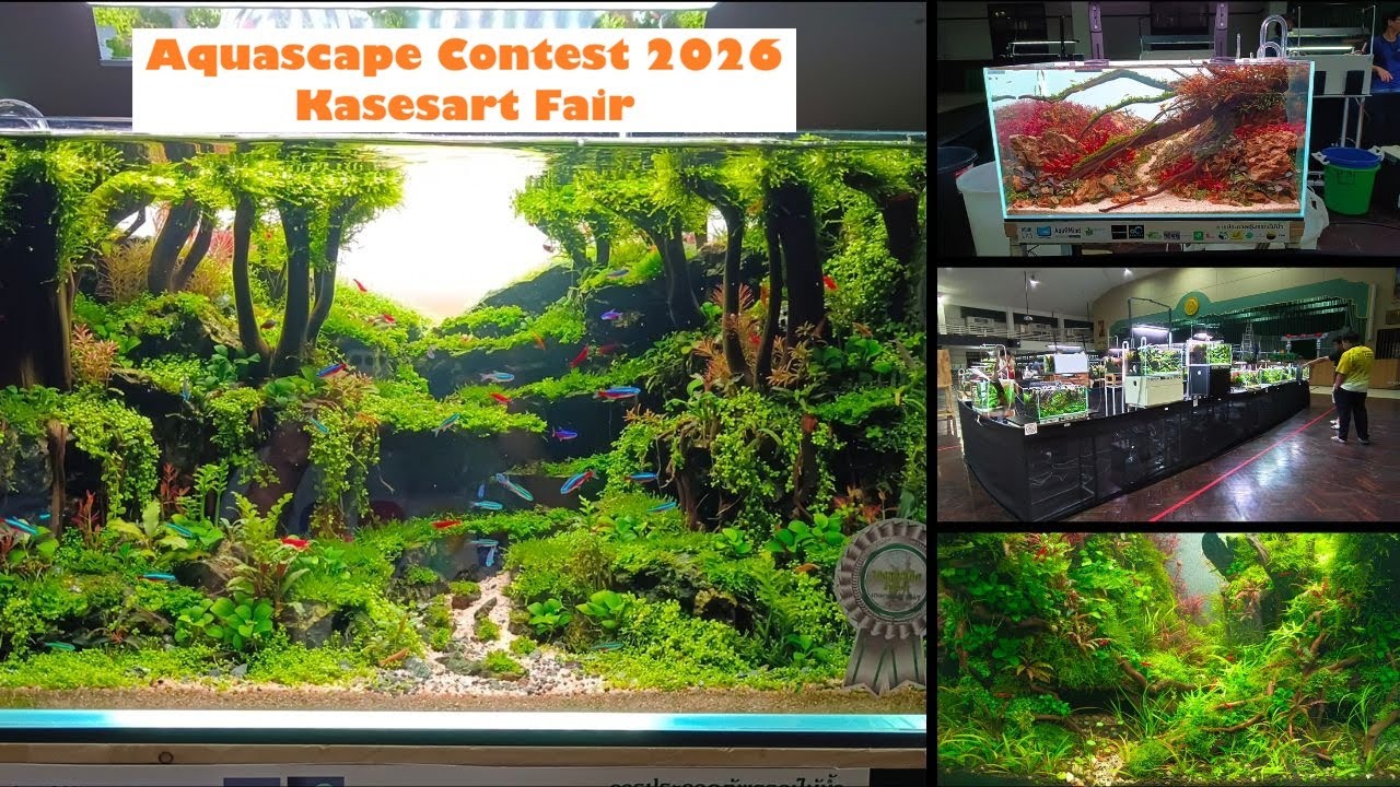 🏆🌱 Beautiful Aquascape Contest 2026 | Kasetsart Fair Nature Aquariums 🌱🏆