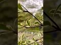 Beautiful flowers ||Top flowers video #trend #flowers #nature #reel #shorts #shortsfeed #trending