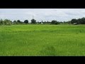 Volunteering On An Organic Rice Farm In Nong Khai Thailand (Great Experience)
