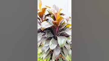 Cây Phát Tài Đỏ Phong Thủy - Hút Tài Lộc, Đặt Đâu Cũng Thịnh Vượng #phattaiphatloc #cayphattai