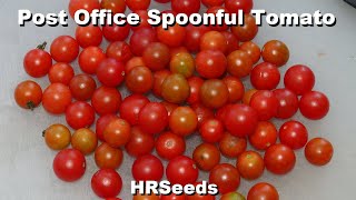 ⟹ Post Office Spoonful Tomato | Solanum lycopersicum | Tomato Review