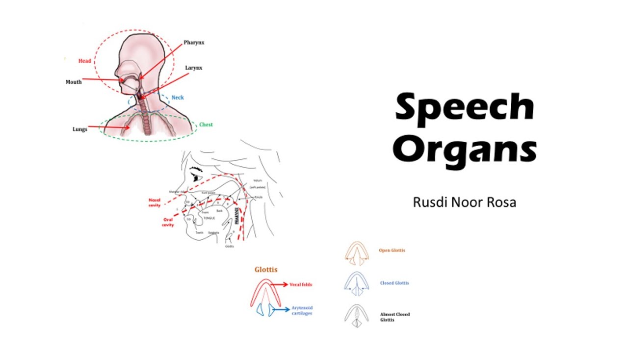 Organs of speech