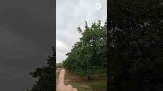 3/27/24 Almond Production outlook (long version)