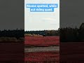Nice Moose size