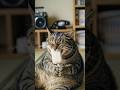 ボス猫の「何が出るかな？当たり付きアイス」