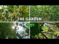 The Garden 🏡 Part - 1 | Cinematic Nature B-roll #youtube