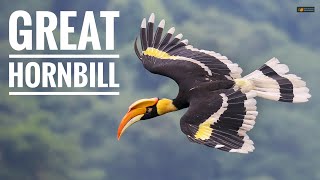 GREAT HORNBILL  =  Extraordinary wild bird in the world