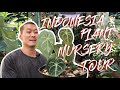 Indonesia Plant Nursery Tour. (spoiler: monstera obliqua sighted!)