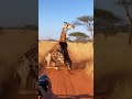#animals #wildlife