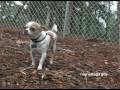 Marietta opens new dog park Marietta opens new dog park