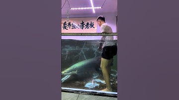 Arapaima gigas 🤯❤️ #arapaimagigas #monsterfish #shortsfeed