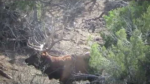 2014 Utah Elk Hunt John Keeling Paunsaugunt Unit 372"