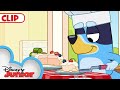 Bluey season 3 episode 17 pavlova episode clip  disneyjunior   blueyofficialchannel