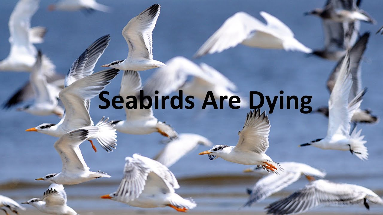 Seabird Numbers Are Declining
