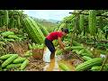 Harvest 300+ kg of Bitter Melon and Transport It To The Market To Sell With My Daughter | Farm Life