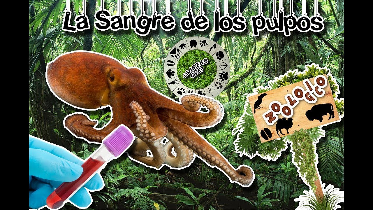 The blood of the octopuses |The noble animal| (Virtual Zoology) | Did You Know? cuidados del sistema urinario