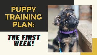 How To Train Your Puppy: THE FIRST WEEK! by Training Positive 24,456 views 2 years ago 6 minutes, 5 seconds