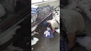 كيف يتم تجميع البيض في مزارع الدواجن باليمن
