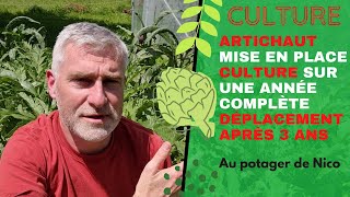 Réussir la culture des artichauts 🌳 facilement au potager et la duplication des plants.