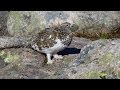 Ptarmigan (Lagopus mutas)  on Cairngorm 15th April 2014