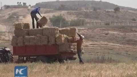 First time in 15 years,Gaza farmers gain harvest in buffer zone