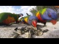 Rainbow Lorikeets on the wall 1