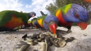 Rainbow Lorikeets on the wall 1