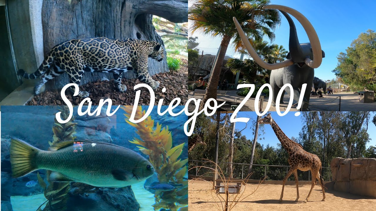 best tour san diego zoo