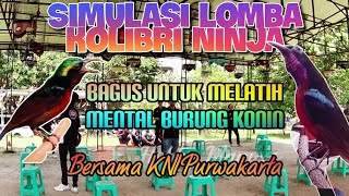 Simulasi lomba kolibri ninja (konin). bagus untuk melatih mental burung. #koninjuara