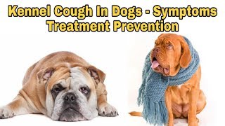 Kennel Cough in Dogs - Symptoms Treatment Prevention || Happypet