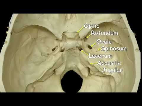 Cranial Foramina | Mnemonic Phrase