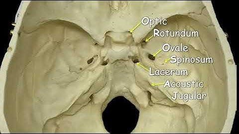Cranial Foramina | Mnemonic Phrase
