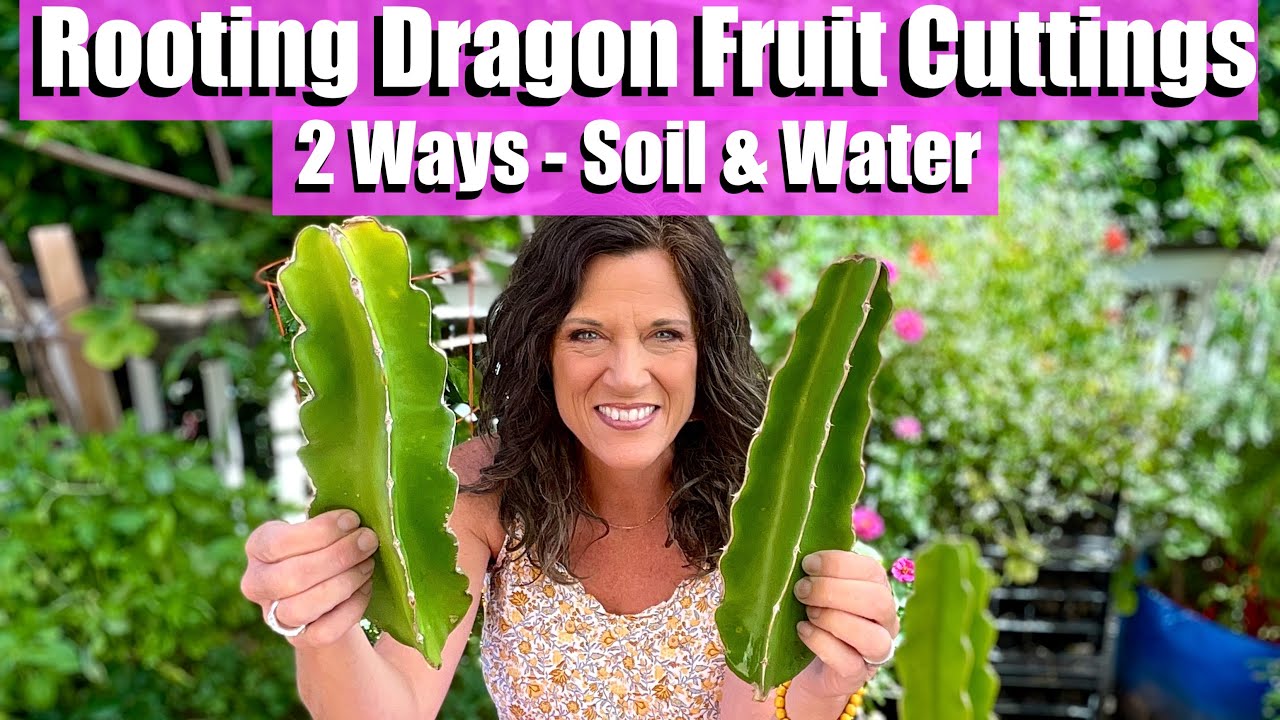  Dragon Fruit : Patio, Lawn & Garden