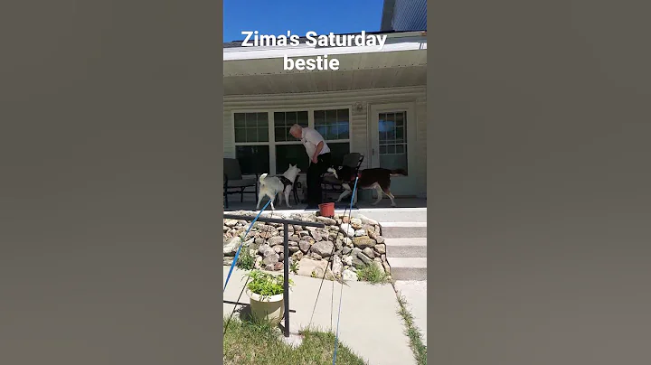 Zima and Nakoda Husky Dogs  visited neighbor John ...