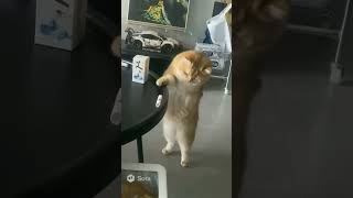 THE Power of Ai part 4. #ai #aishorts #cat #funny #assemblyai
