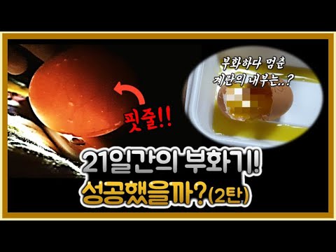 마트 계란으로 병아리 부화시키기!(2탄)/검란/부화 멈춘 계란 깨기