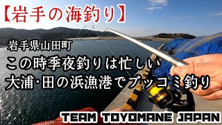 岩手の海釣り】【岩手県山田町】この時季夜釣りは忙しい 大浦・田の浜