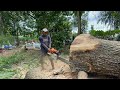 Woodcutting skills cut down 2 trembesi trees next to the cemetery