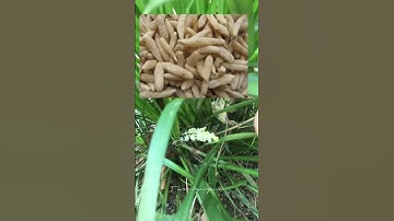 Mạch môn đông còn có tên là mạch đông, cây lan tiên. Tên khoa học Ophiopogon japonicus chữa ho