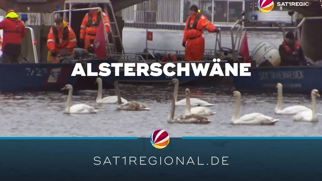 Hamburger Alsterschwäne werden ins Winterquartier gebracht