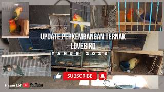 Update perkembangan ternak lovebird 2026