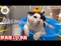 野良猫緊急保護から初めてのお風呂!想定外のハプニングがヤバい…