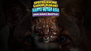 Kenapa kucing ini dijuluki Hantu Hutan Asia? #faktahewan  #hewanunik  #kucinglangka  #kucinghutan