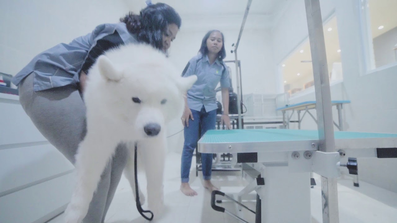 Pet Republic Petshop Jakarta - YouTube