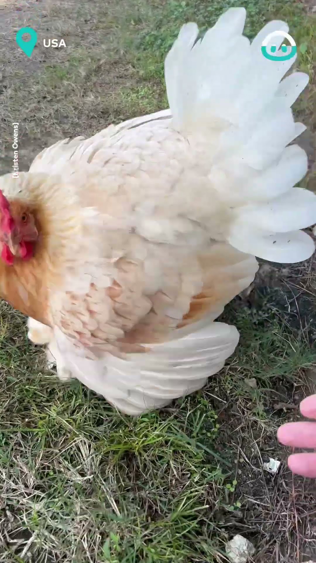 Hen Reveals Thirteen Chicks || ViralHog
