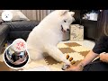 【南瓜PUMPKIN】狗狗按鈴吃零食！Ring The Bell, Get The Treat! (薩摩耶Samoyed)