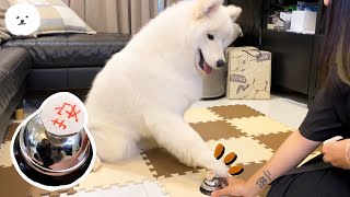 【南瓜PUMPKIN】狗狗按鈴吃零食！Ring The Bell, Get The Treat! (薩摩耶Samoyed)