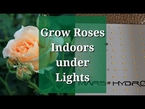 Video: Rose Varieties For Indoor Growing