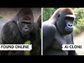 Make A Royalty-Free Copy of ANY Image You Find Online
